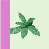 Condiment Country Profile Picture